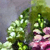 Snap Dragons